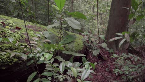 Moss-growing-on-fallen-tree-trunk-in-forest