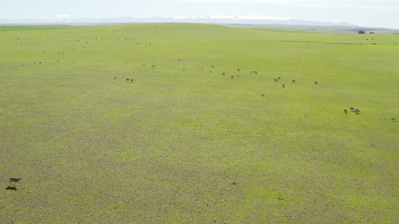 un gran rebaño con el que pasar el rato