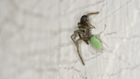 a leafhopper