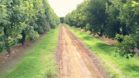 aerial drone shot flying across the ends of rows of pecan trees in a massive orchard