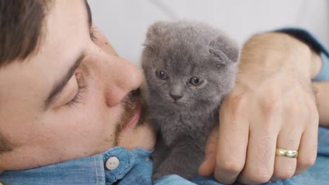 Cute-Scottish-Fold-kitten.