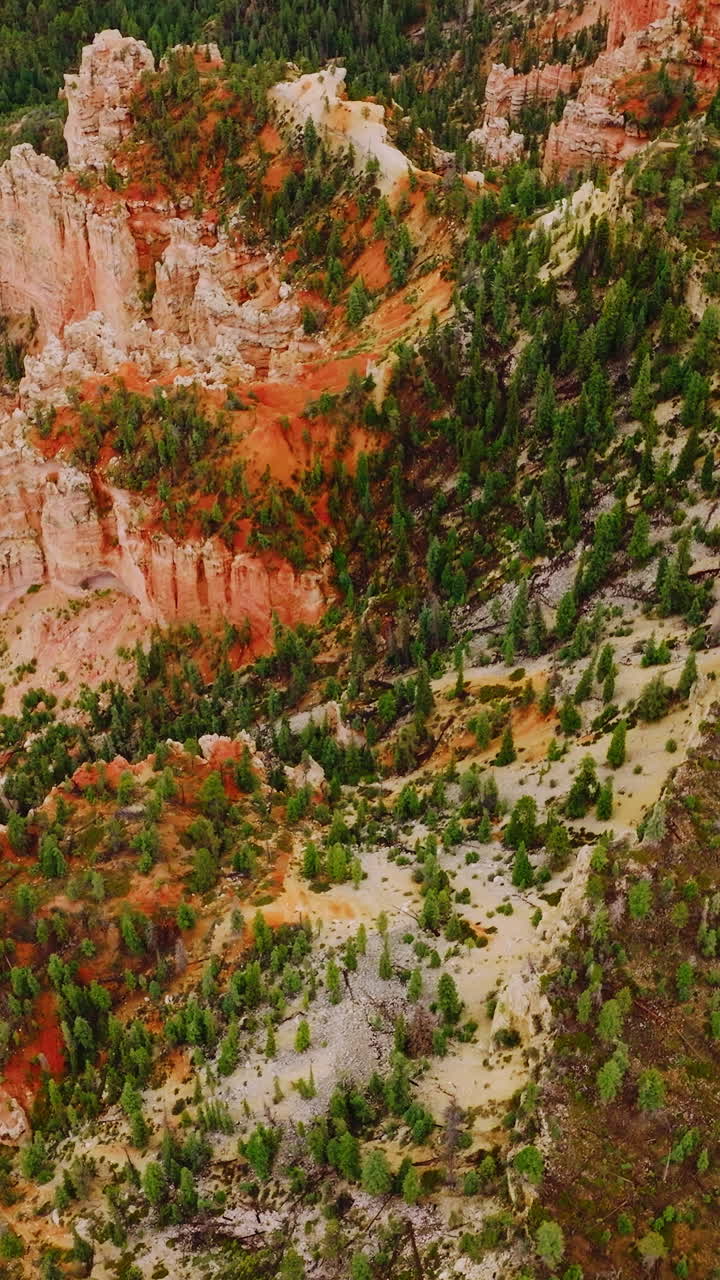 Green pine trees growing on the rocks of American National Park in Utah. Drone flight over the highway through canyons. Vertical video
