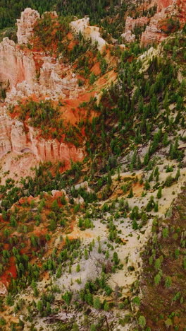 green pine trees growing on the rocks of american national park in utah. drone flight over the highway through canyons. vertical video