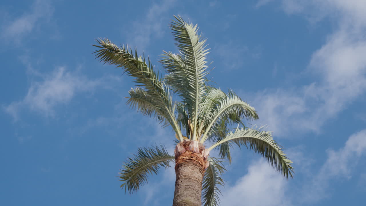 una palmera balanceándose en el viento, con un telón de fondo de un cielo azul claro salpicado de nubes blancas y esponjosas