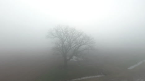 rotating aerial drone shot of a tree in a field completely covered in fog