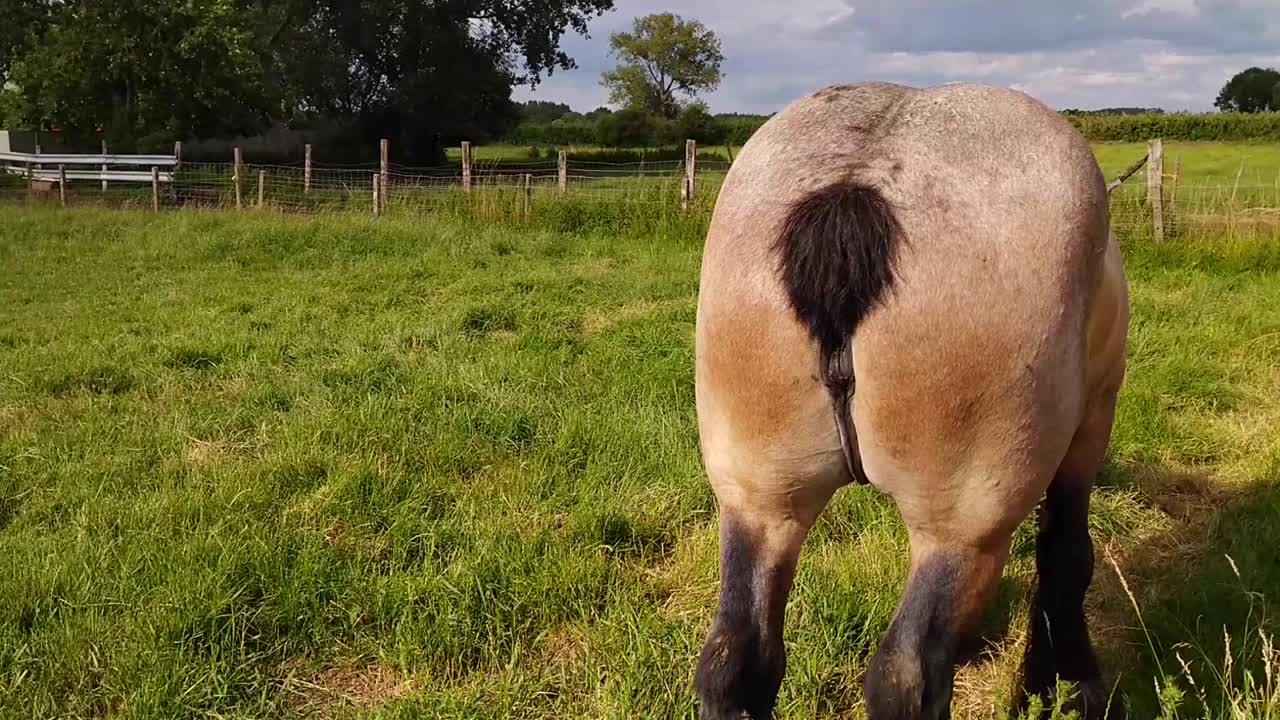 caballo de tiro belga agitando su corta cola acoplada en pastos de verano