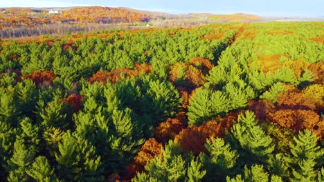 Serene aerial view of lush green and vibrant autumn-colored forests in Oka National Park