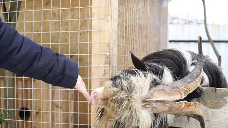 Lustige-Ziege,-Die-Mädchenhand-Leckt