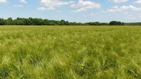 drones volando sobre campos de trigo, cosechando cultivos en el campo