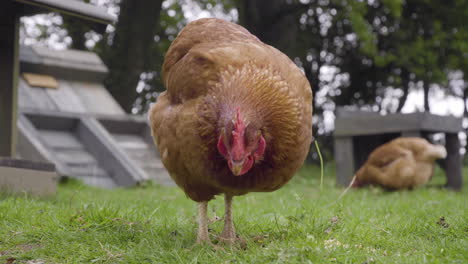 Pollo-Comiendo-Maíz-En-Un-Exuberante-Pasto-Verde