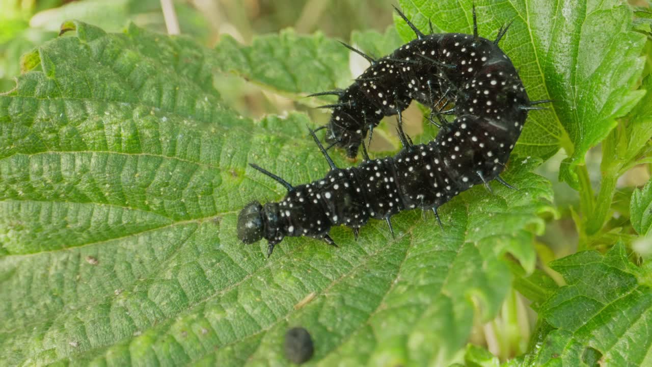 Curled caterpillar slowly unrolls across textured green leaf, mid feeding motion