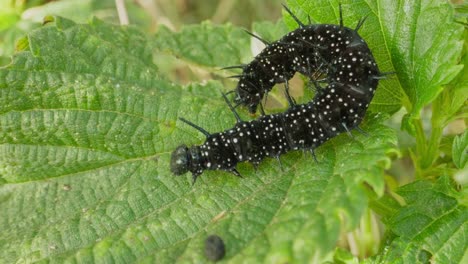 curled caterpillar slowly unrolls across textured green leaf, mid feeding motion