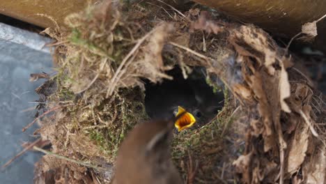 close up of eurasian wren bird adult mother feeding little adorable hungry chicks inside nest, day