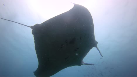 manta ray flies over head blocking out the sun and away