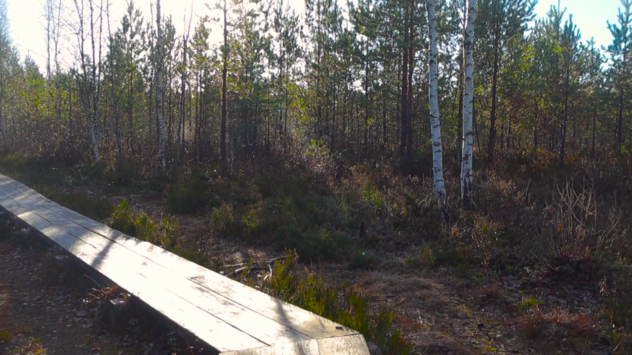 Gorgeous footage of a wooden hiking trail or boardwalk in Pääsküla bog Estonia during autumn time when sun is shining on the hiking trail creating a glow and surroundings are wet and trees, moss.