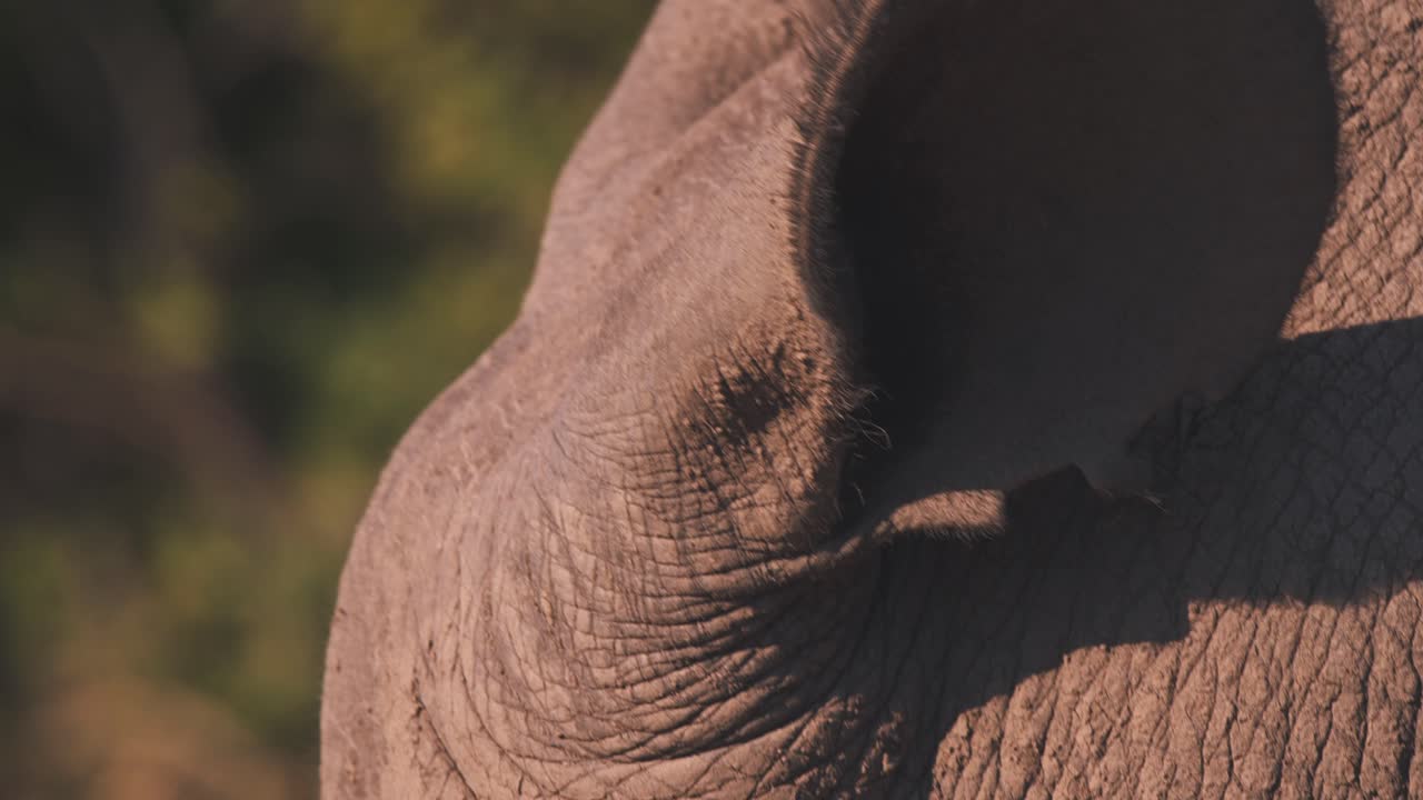 primer plano de la oreja en movimiento con cerdas de rinoceronte blanco