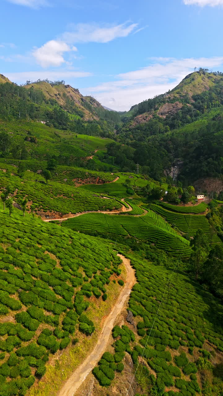 Vertical drone shot following a dirt road between tea plants of Munnar, India