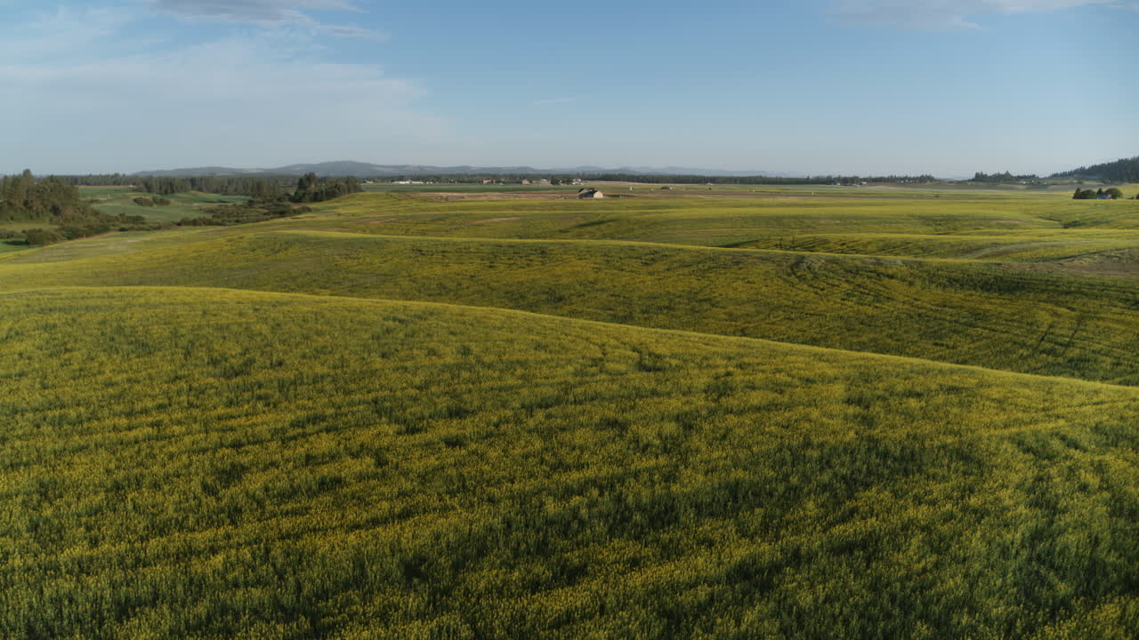 Drone video of open farmland near Spokane shows wide fields of crops with a farmhouse in the distance under a clear summer sky