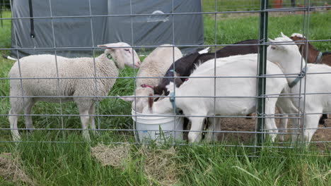 static close up of young sheep and goats pushing to drink from 5 gallon bucket