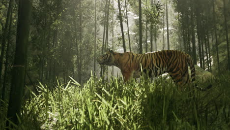 tiger in a bamboo forest