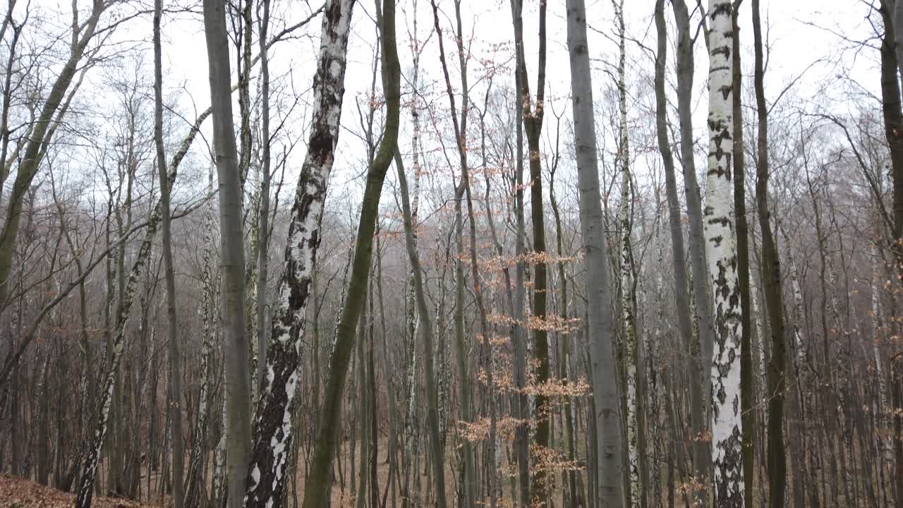 Riprese nella foresta invernale
