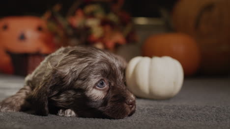 the puppy lies near the pumpkins - decorations for halloween