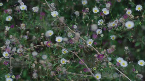 cerca de pequeñas flores silvestres blancas