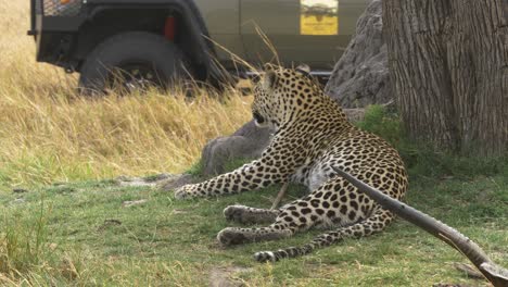 Jeep-Vorbei-An-Einem-Leoparden,-Der-Neben-Seiner-Beute-Liegt-Safari-Szene-In-Der-Savanne