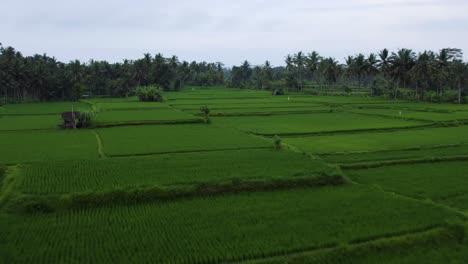 Green-Rice-Field-Paddy-Terraces-in-Ubud,-Bali---Aerial-Flight