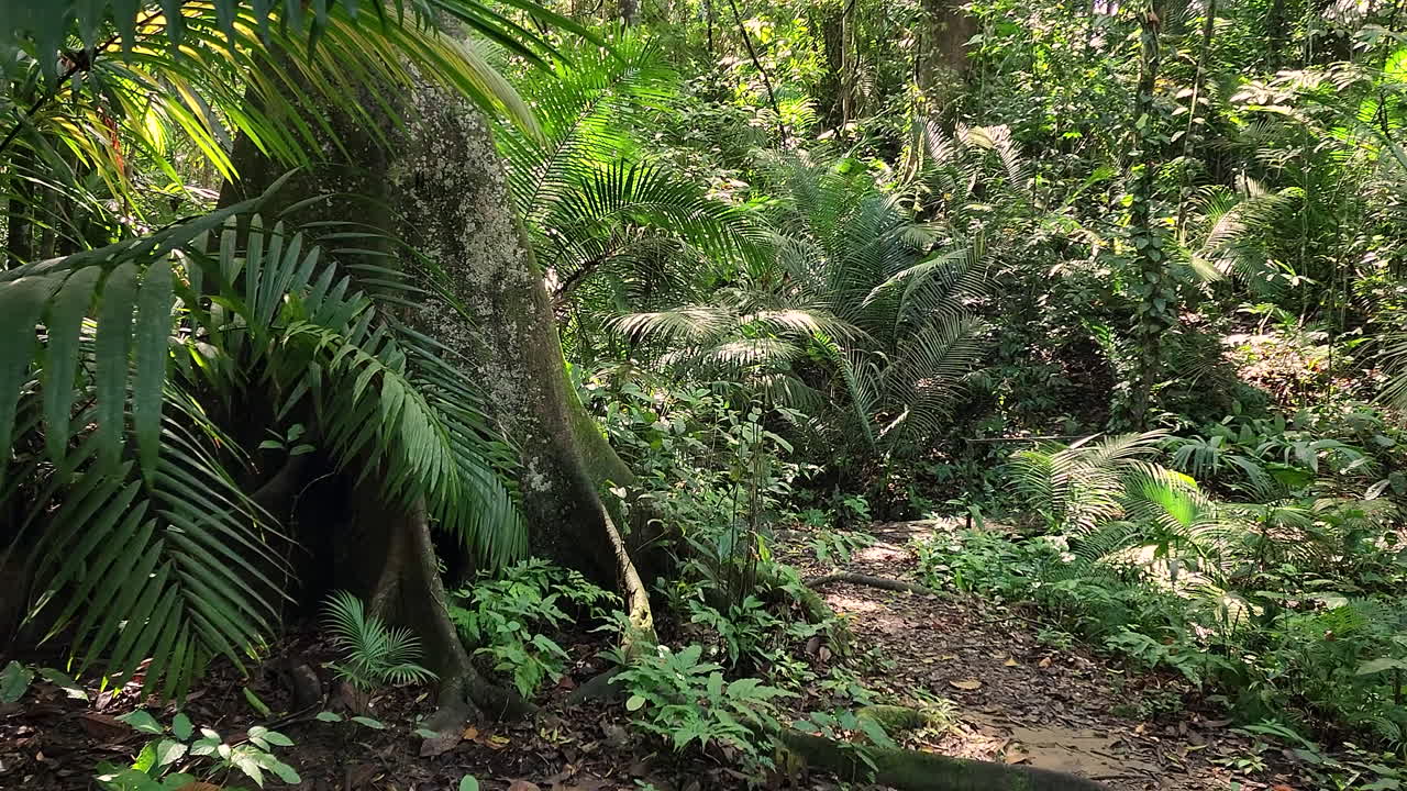Lento e drammatico avvicinamento di una foresta tropicale verdeggiante in America Centrale.