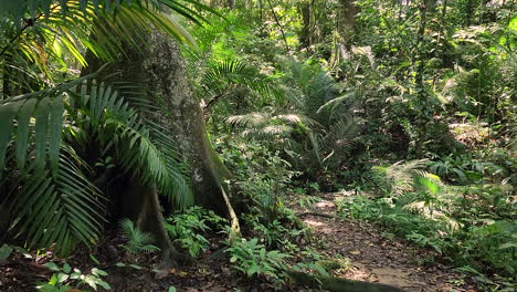 Slow-dramatic-push-in-of-tropical-green-forest-in-Central-America