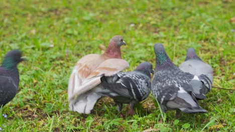 primer plano de una paloma marrón caminando sobre la hierba con otras palomas, tiro de seguimiento
