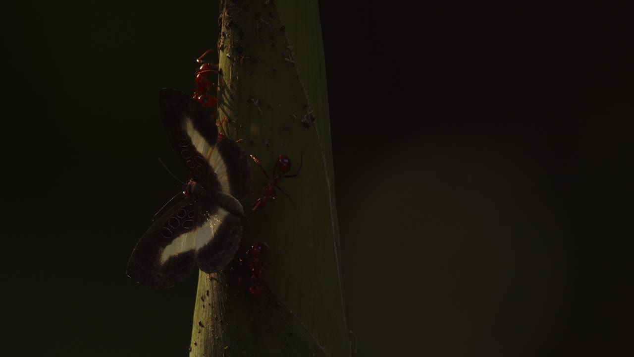 In Peru’s rainforest, Closeup of ants and butterfly gather at a tender shoot dripping with morning sap.