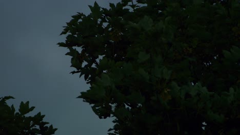 leaves of tree move in the wind in super slow-motion on a dark somber day