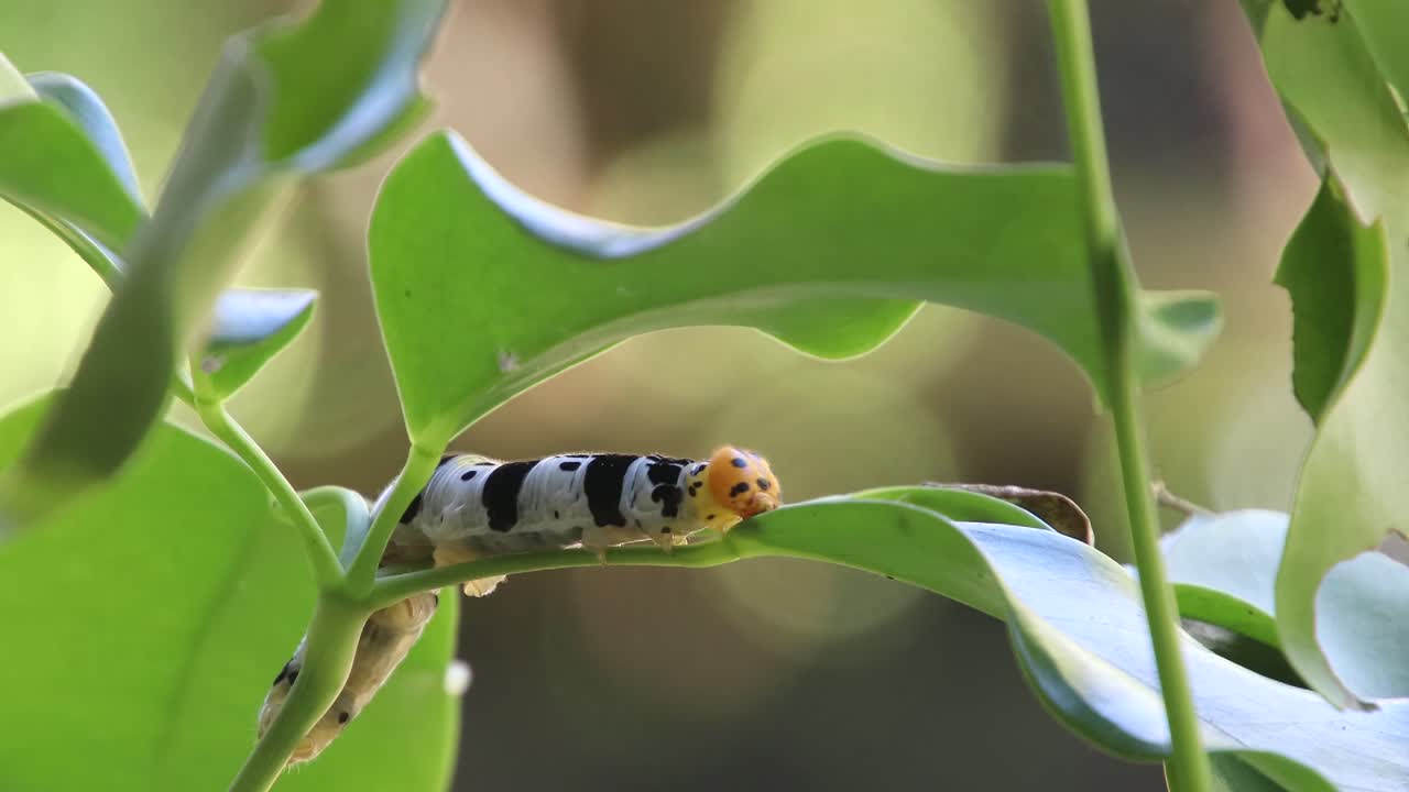 Footage of a moth caterpillar crawling around a plant; footage 3-3.