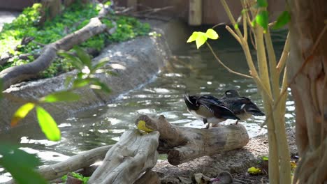 A-Family-of-duck-resting-and-swims