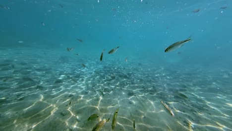 Eine-Wunderschöne-Unterwasserszene-Aus-Kristallklarem-Türkis