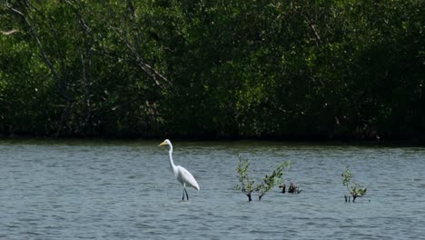 Gesehen-In-Der-Mitte-Des-Wassers-Mit-Blick-Nach-Links-Am-Rande-Des-Mangrovenwaldes,-Zwischenreiher-Ardea-Intermedia,-Thailand