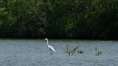 seen in the middle of the water facing to the left at the edge of the mangrove forest, intermediate egret ardea intermedia, thailand
