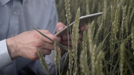 control de calidad del grano del campo de trigo, hombre usando tableta, vista de cierre