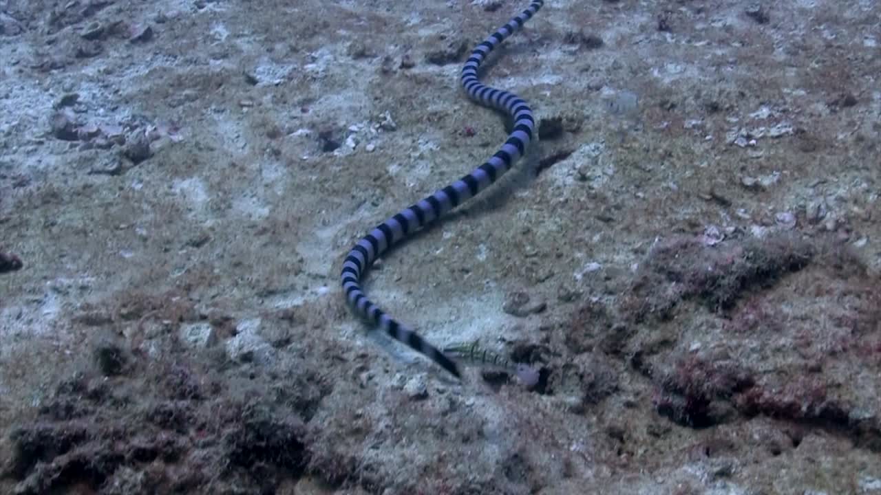 serpiente de mar en koh tao-5