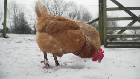 free range hens looking for food in the snow on a cloudy winter day