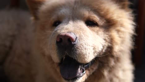 a close-up of a fluffy brown dog