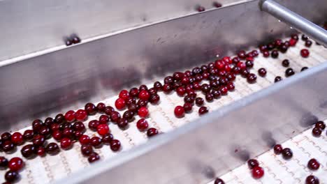 production line of berry. close up view of industrial processing of sorting berries