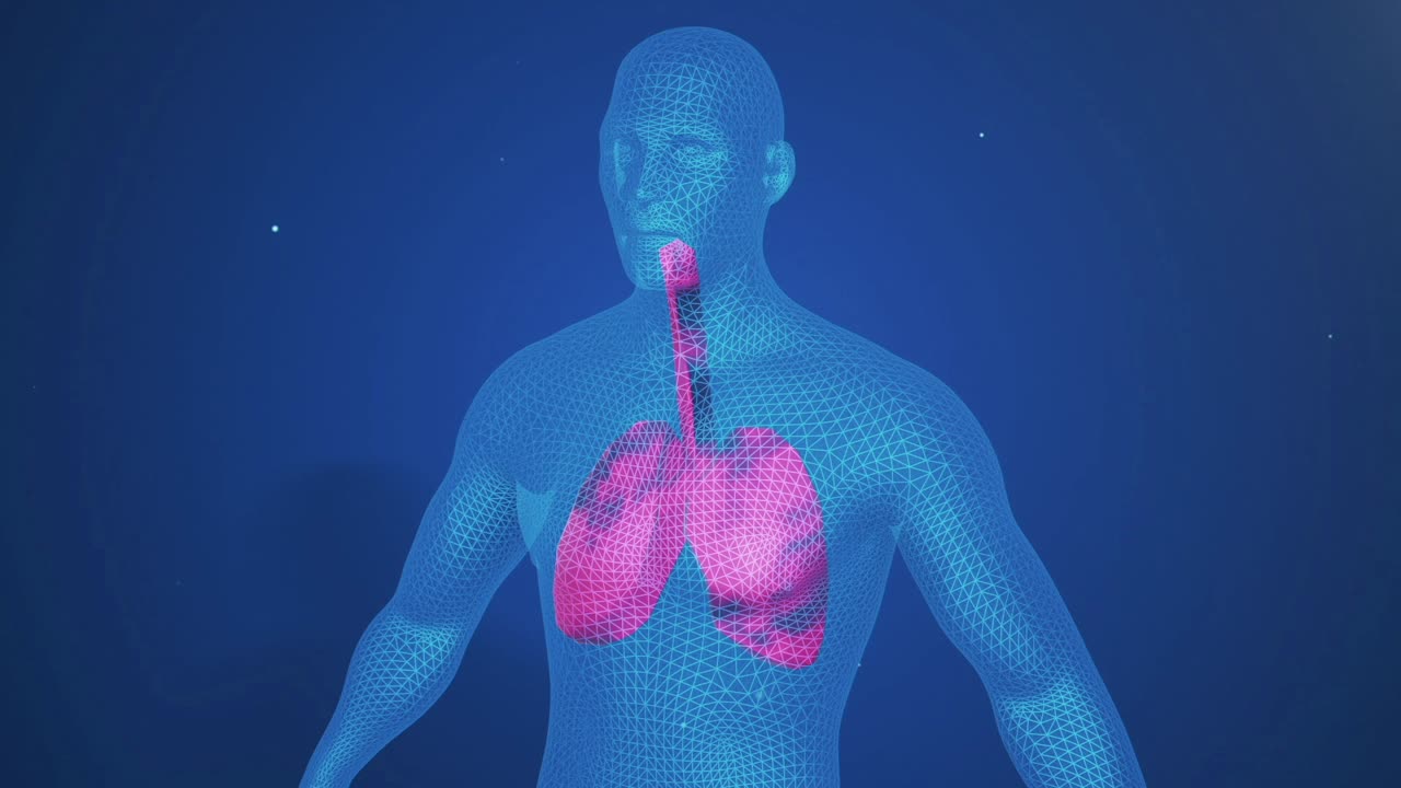 Human Lungs Anatomy Illustration