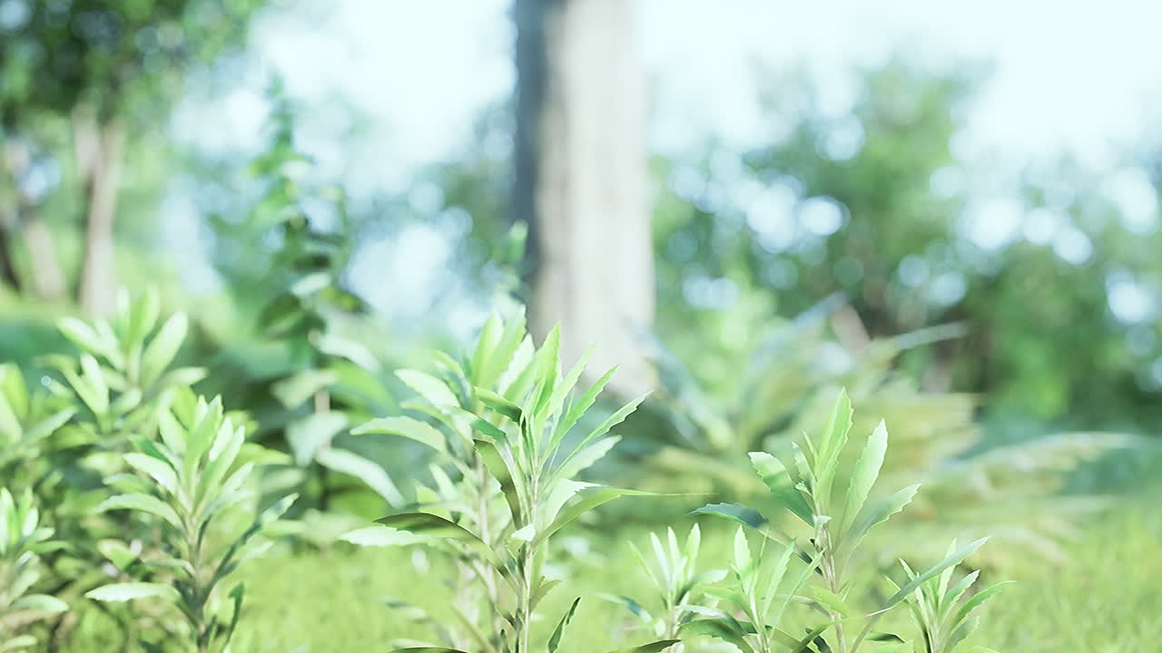 아름다운 공원에서 해가 뜨고