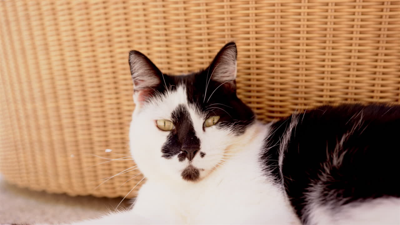 Relaxing on floor, black and white cat resting against wicker furniture