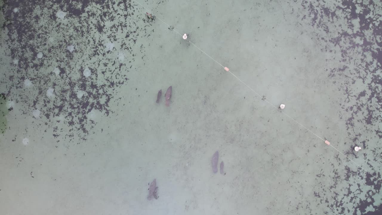 Luftaufnahme von oben von Seekühen, die in natürlichem, klarem Quellwasser schwimmen.