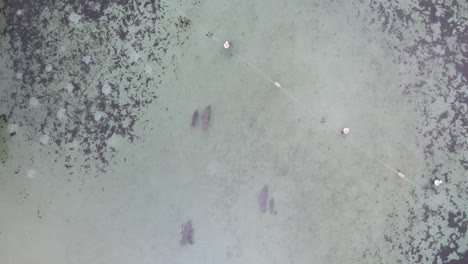 aerial topdown view of manatees swimming in natural spring clear water