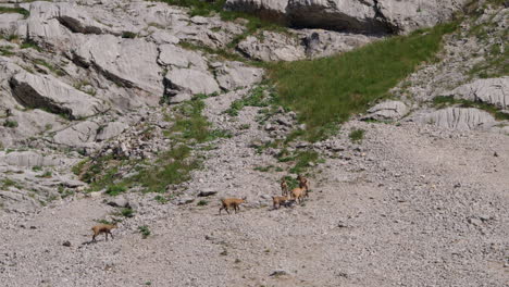 Herde-Gämsen,-Die-über-Ein-Felsiges-Plateau-Hoch-Oben-In-Den-Bergen-Wandern